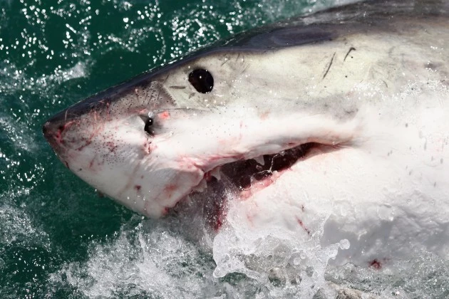Great White Sharks Great White Sharks