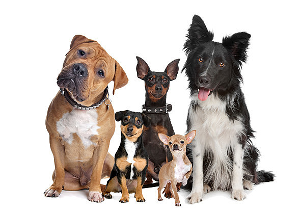 group of five dogs sitting in front of a white background