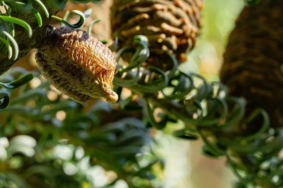 That Pinecone-Looking Clump in New England Xmas Trees Isn’t a Pinecone