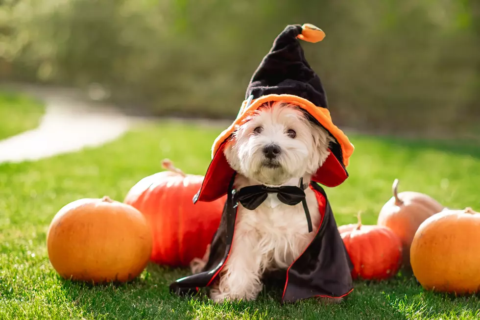 Want to Win $250? Enter 102.1 & 105.3 The Shark’s Halloween Pet Costume Contest 2025