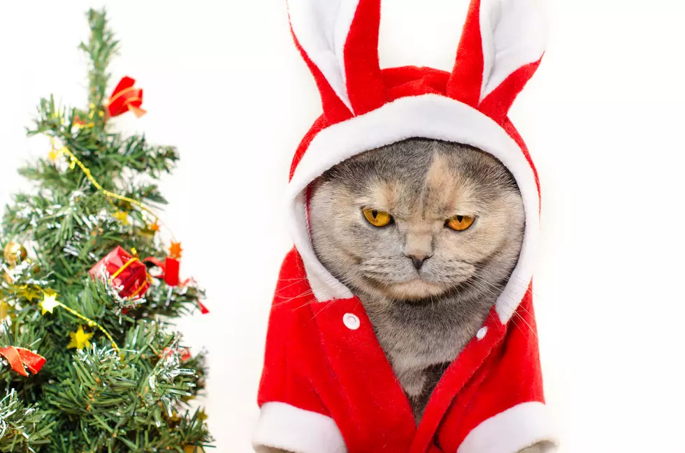 You Could Win $250 By Entering the Shark’s Holiday Pet Costume Contest 2025
