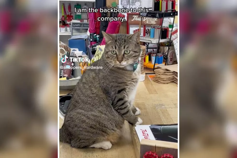 Daniel the Hardware Shop Cat Delights Visitors in Maine